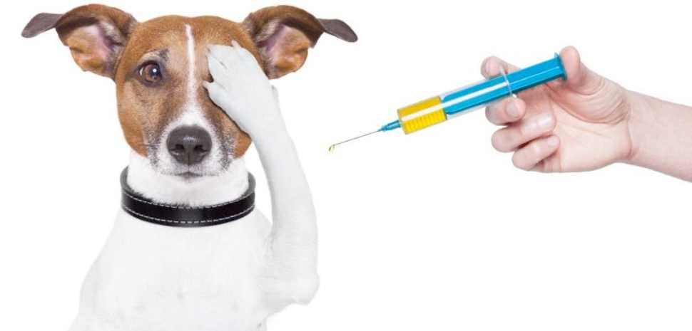 A Importância Fundamental das Vacinas para Cães e Gatos